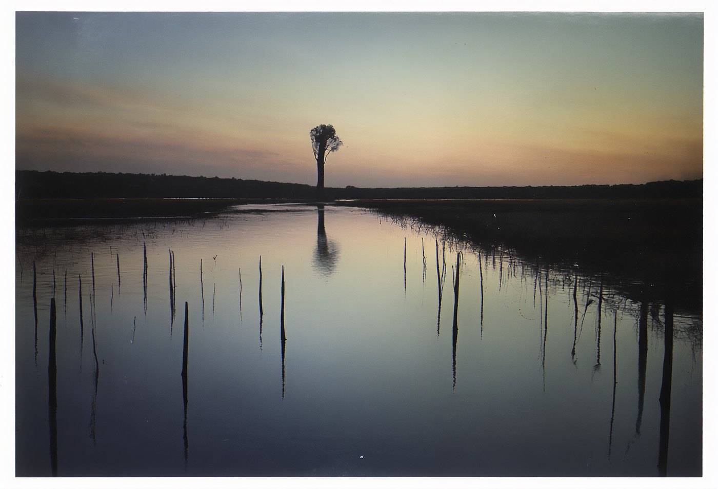 Flat grey water at dusk with a single distant tree and a scatter of dead pilings breaking the surface.